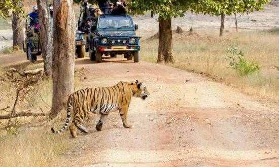 Ranthambore